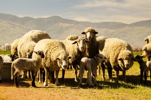 Sheeps along the road